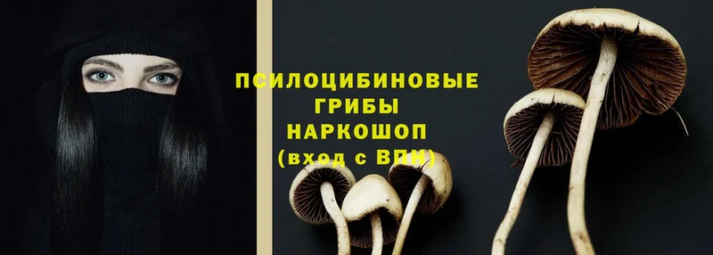 блэк спрут ссылки  Урюпинск  Псилоцибиновые грибы Psilocybine cubensis 